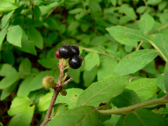{Vaccinium hirsutum}